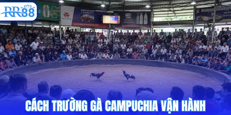 Cách vận hành một trận đấu tại trường gà Campuchia