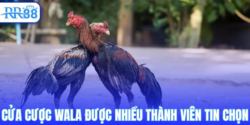 Cửa cược Wala được nhiều thành viên tin chọn