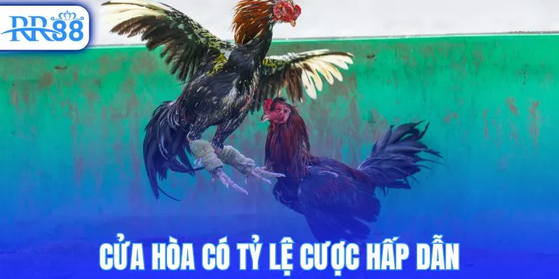 Cửa hòa có tỷ lệ cược hấp dẫn