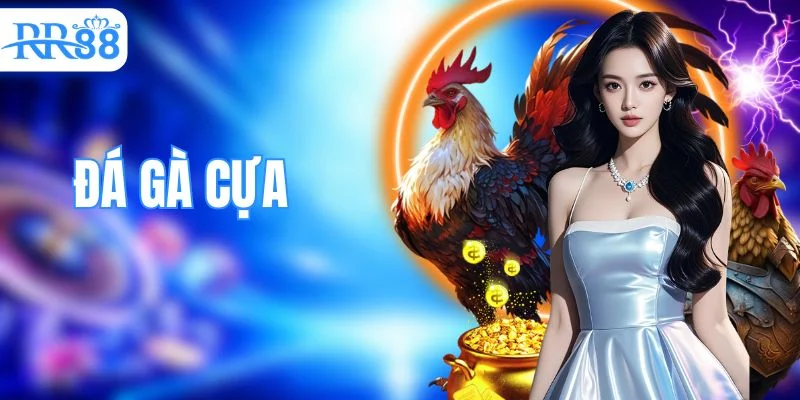 Đá Gà Cựa - Khám Phá Thể Thức Và Quy Trình Thi Đấu