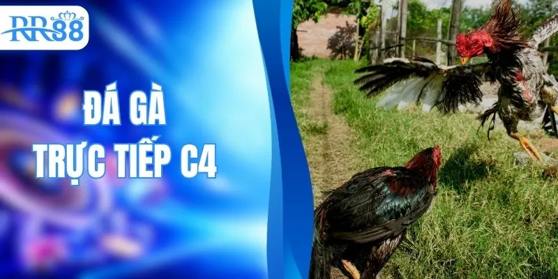 Đá Gà Trực Tiếp C4 - Kinh Nghiệm Cá Cược Bách Thắng