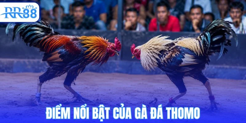 Đặc điểm riêng biệt của dòng gà đá thomo