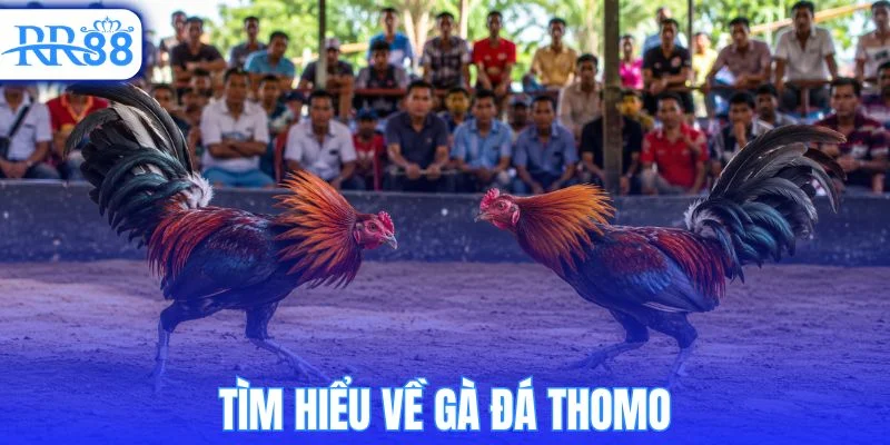 Hiểu đúng về gà đá thomo