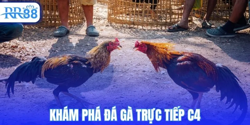 Khám phá đá gà trực tiếp C4