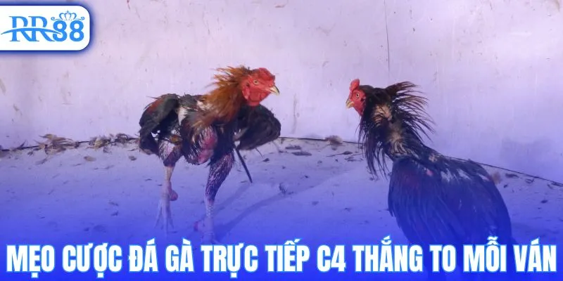 Mẹo cược đá gà trực tiếp C4 thắng to mỗi ván