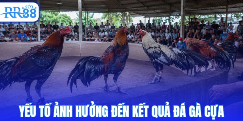 Những yếu tố tác động đến diễn biến trận đá gà cựa