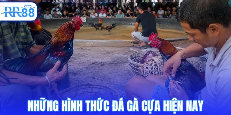 Phân loại các loại đá gà cựa phổ biến được quan tâm