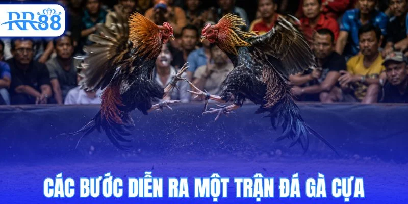 Quy trình tổ chức một trận đá gà cựa chi tiết