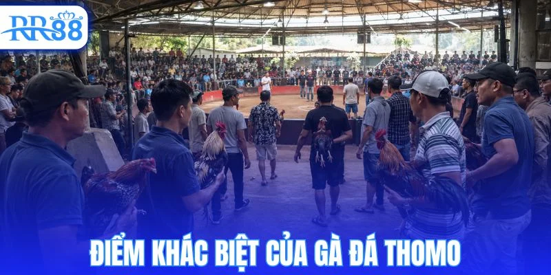 So sánh ưu điểm của gà đá thomo với các dòng gà khác