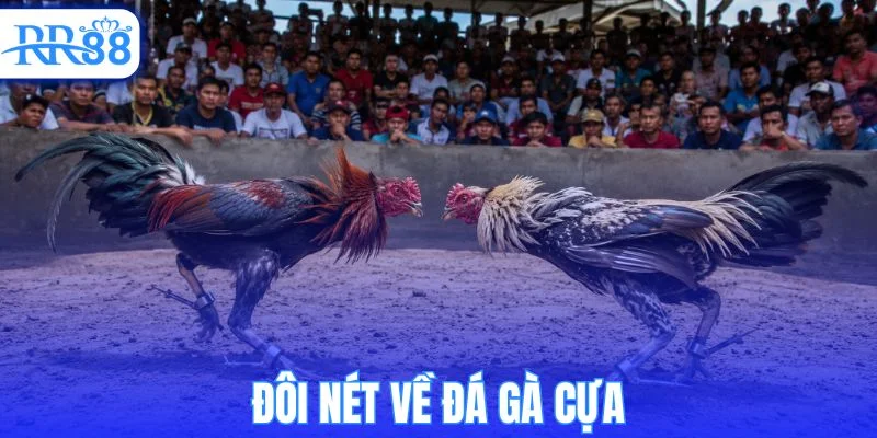 Tìm hiểu đá gà cựa và những thông tin quan trọng cần biết