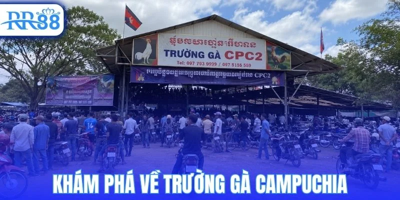 Tìm hiểu tổng quan về trường gà Campuchia hiện nay