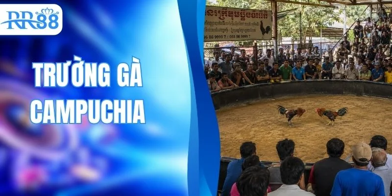 Trường Gà Campuchia - Khám Phá Những Điểm Nổi Bật Nhất
