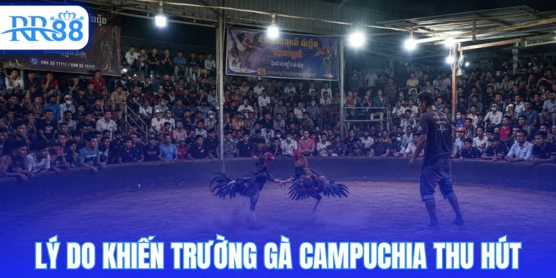Vì sao trường gà Campuchia có sức hút đặc biệt?